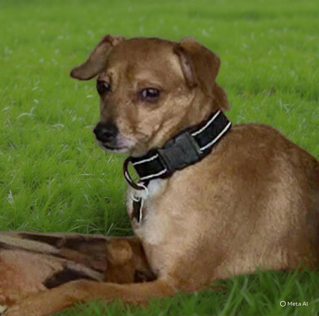 Syd, Adoptable, Senior Male Chihuahua & Miniature Pinscher.