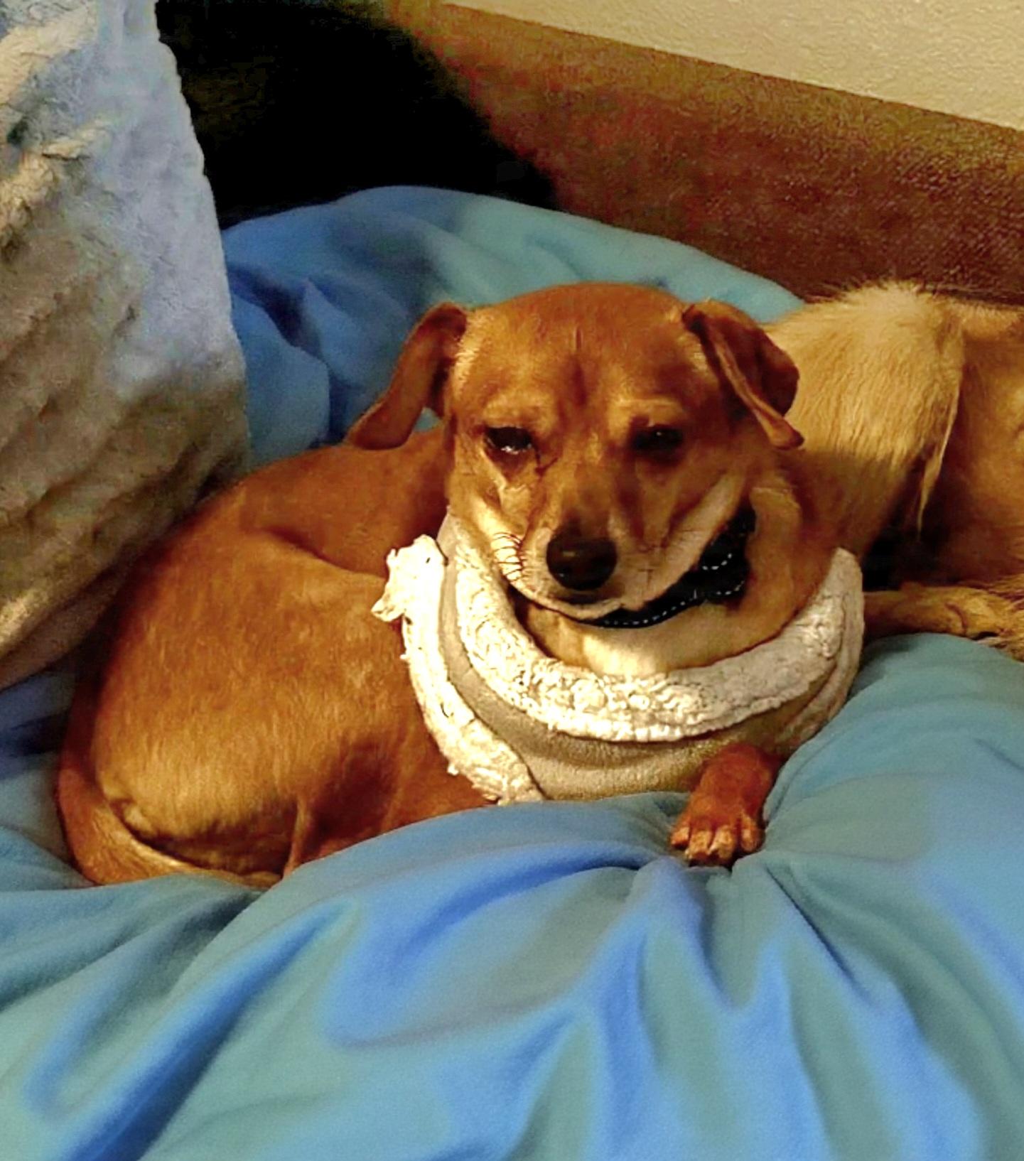 Enlarge Syd, a Adoptable mixed breed in Roseburg, OR image 2/6