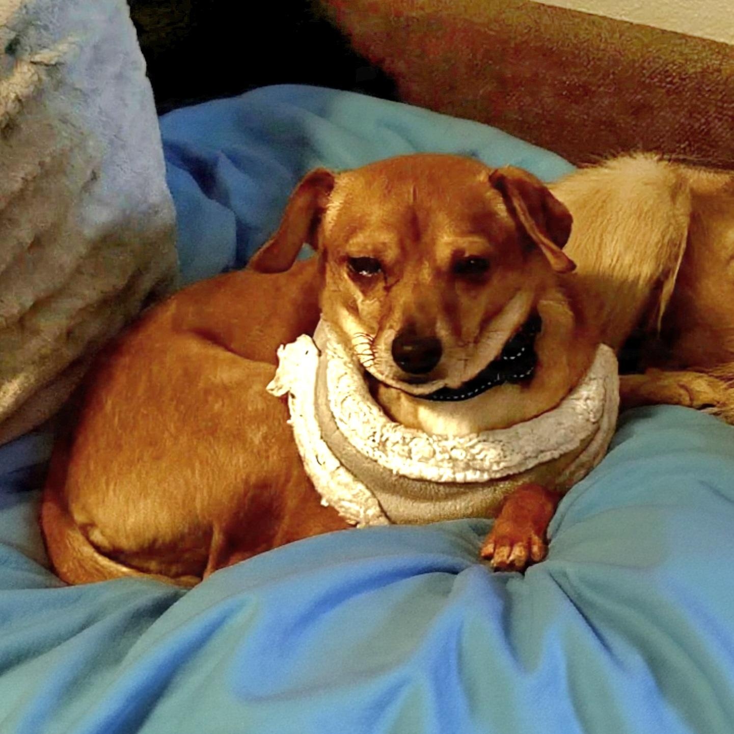 Syd, a Adoptable mixed breed in Roseburg, OR image 1/6