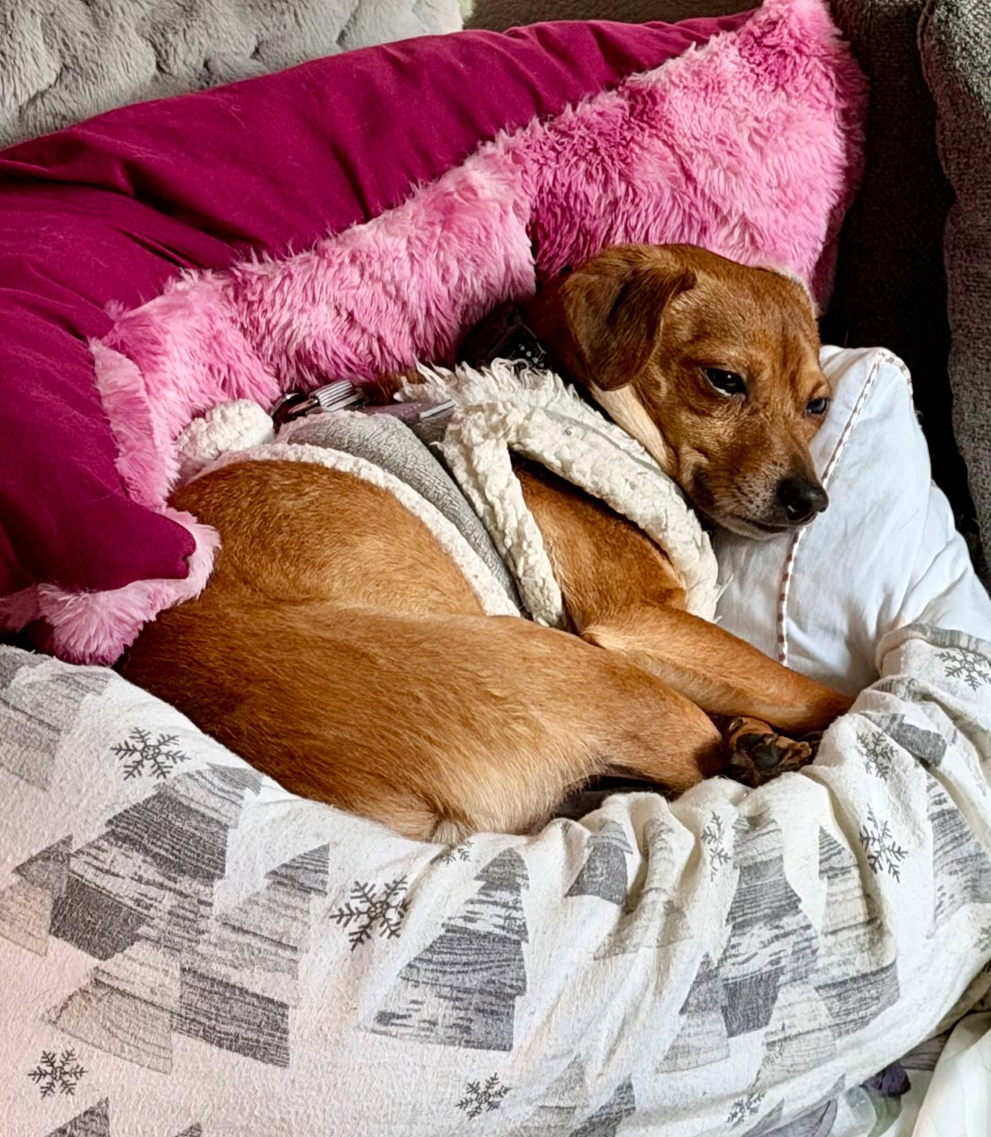 Enlarge Syd, a Adoptable mixed breed in Roseburg, OR image 3/6