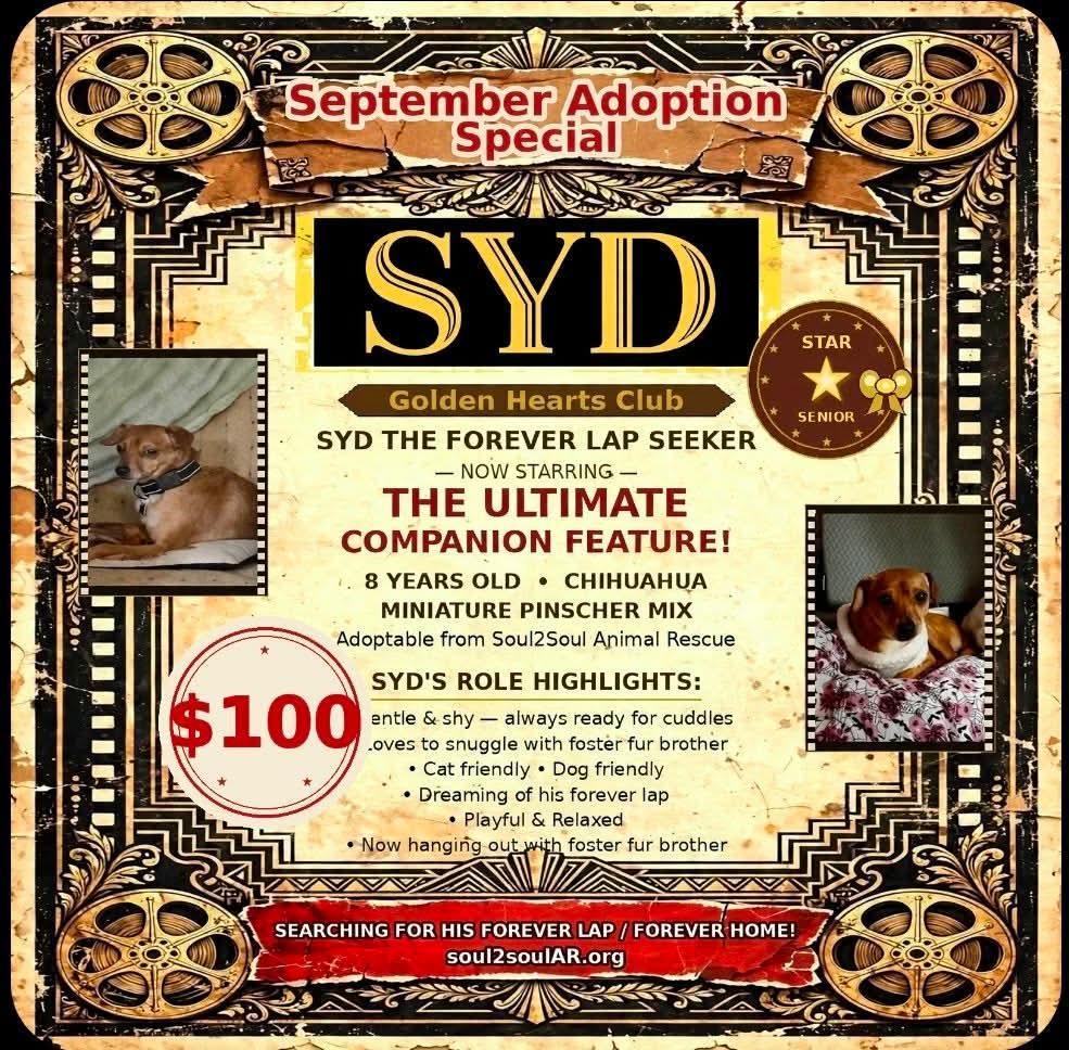 Syd, Adoptable, Senior Male Chihuahua & Miniature Pinscher.