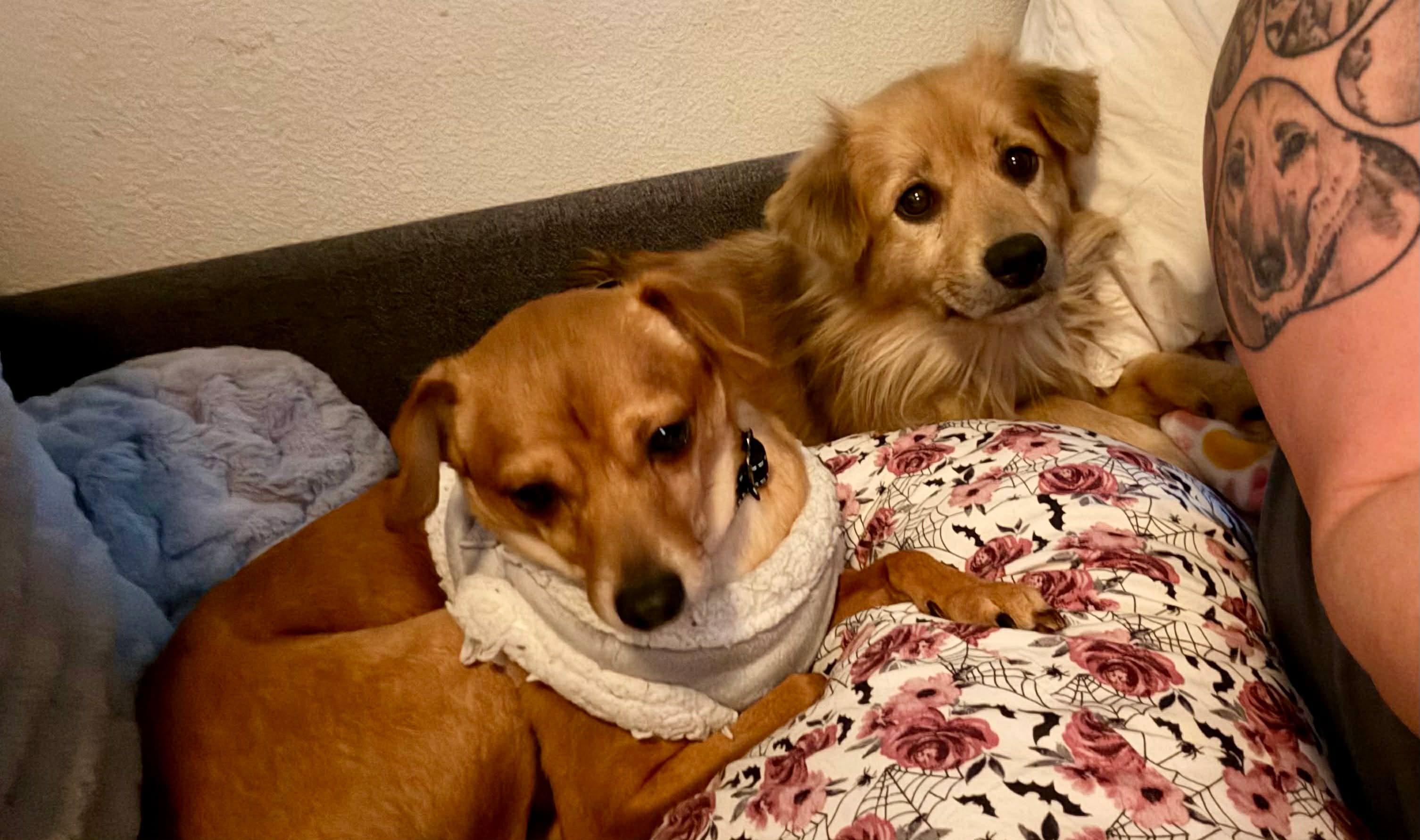 Enlarge Syd, a Adoptable mixed breed in Roseburg, OR image 5/6