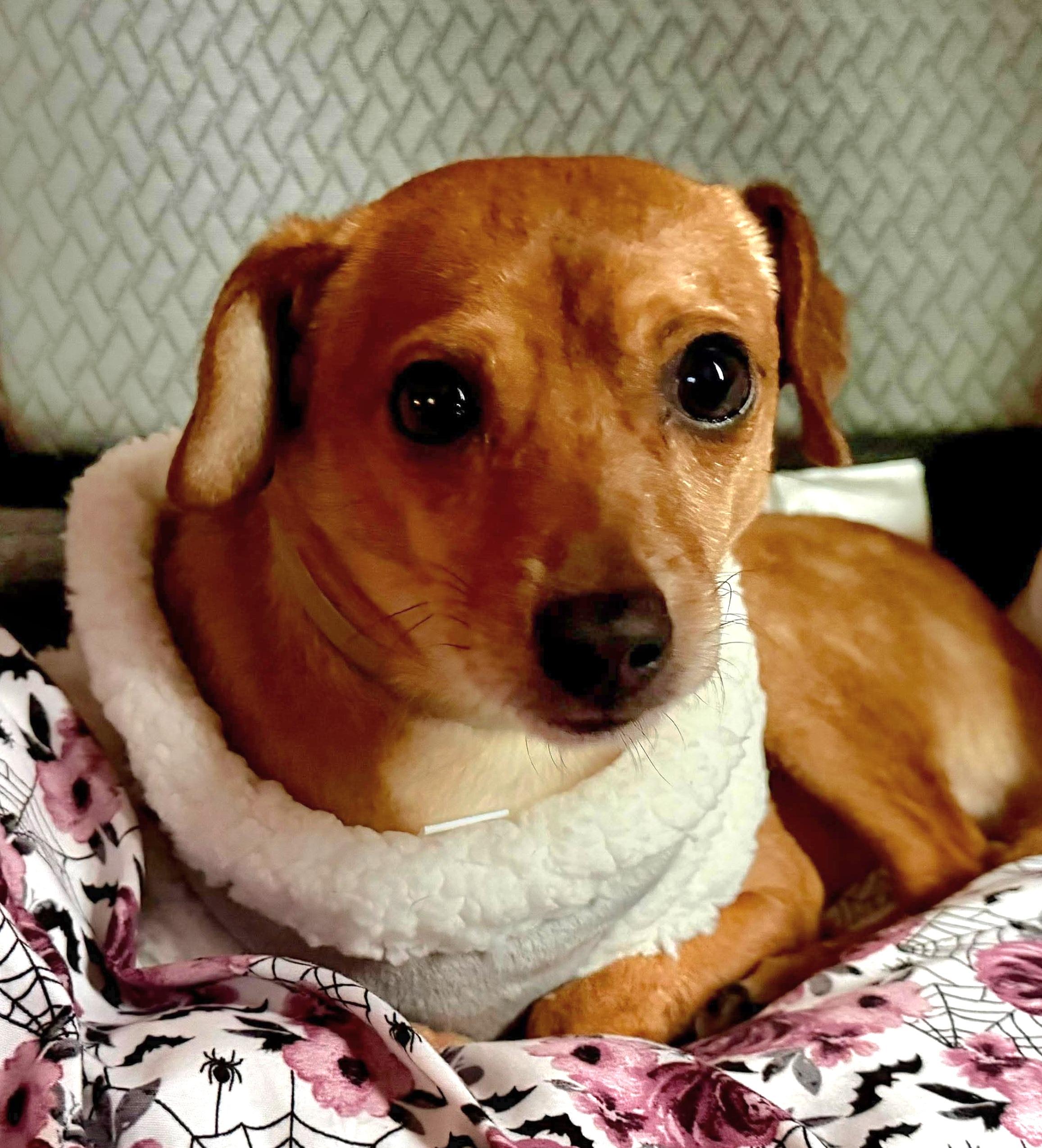 Enlarge Syd, a Adoptable mixed breed in Roseburg, OR image 6/6
