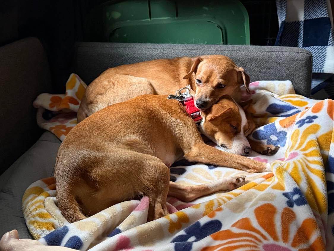 Enlarge Syd, a Adoptable mixed breed in Roseburg, OR image 4/6