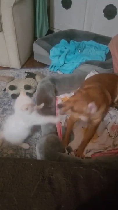Enlarge Syd, a Adoptable mixed breed in Roseburg, OR video 5/5