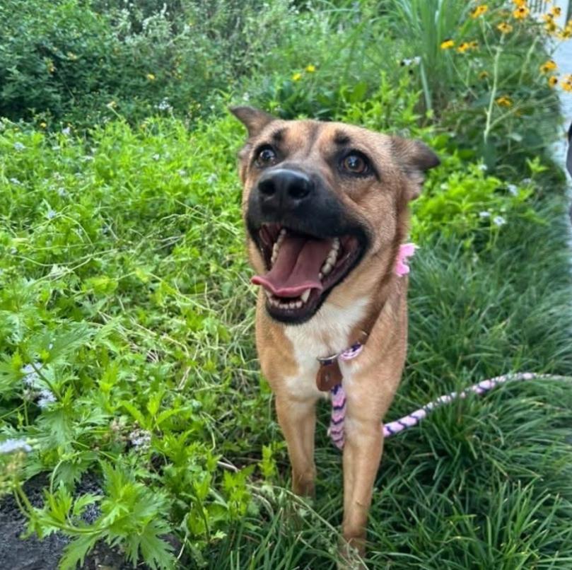 Enlarge Bijou, a Adoptable mixed breed in Saugus, MA image 1/6