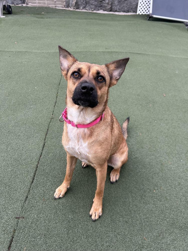 Enlarge Bijou, a Adoptable mixed breed in Saugus, MA image 2/6