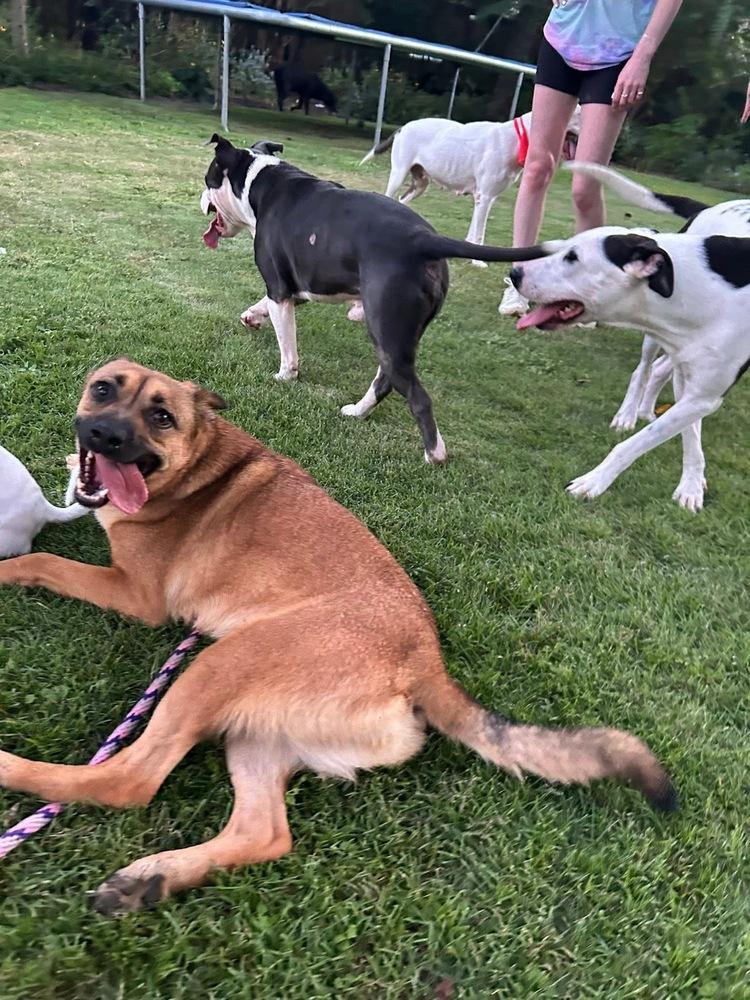 Enlarge Bijou, a Adoptable mixed breed in Saugus, MA image 3/6