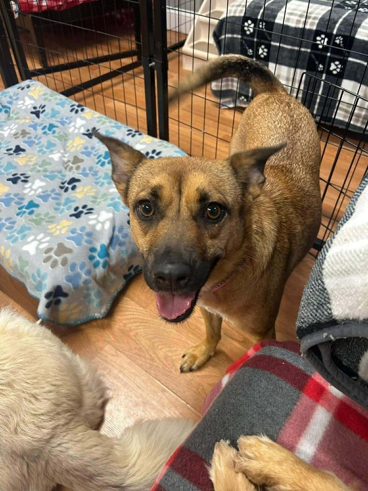 Enlarge Bijou, a Adoptable mixed breed in Saugus, MA image 4/6