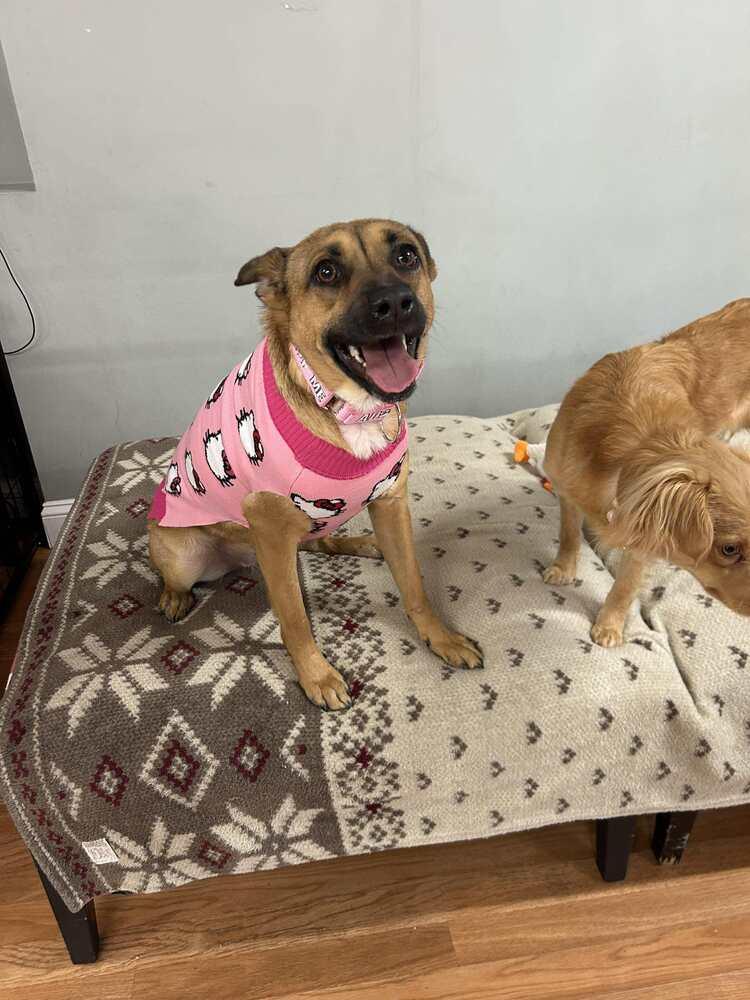 Enlarge Bijou, a Adoptable mixed breed in Saugus, MA image 5/6