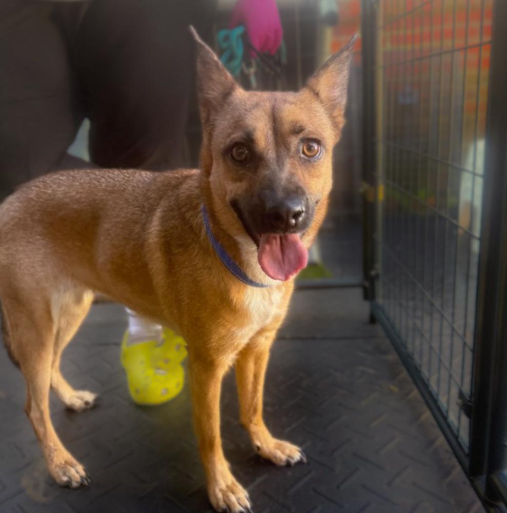 Enlarge Bijou, a Adoptable mixed breed in Saugus, MA image 6/6