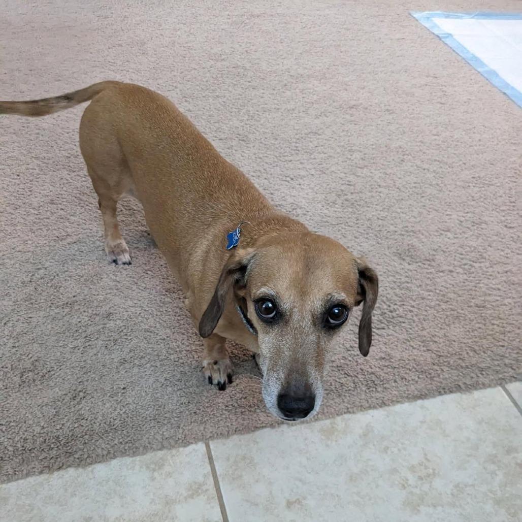 Enlarge Scotchy, a Adoptable Dachshund in Lutz, FL image 1/3