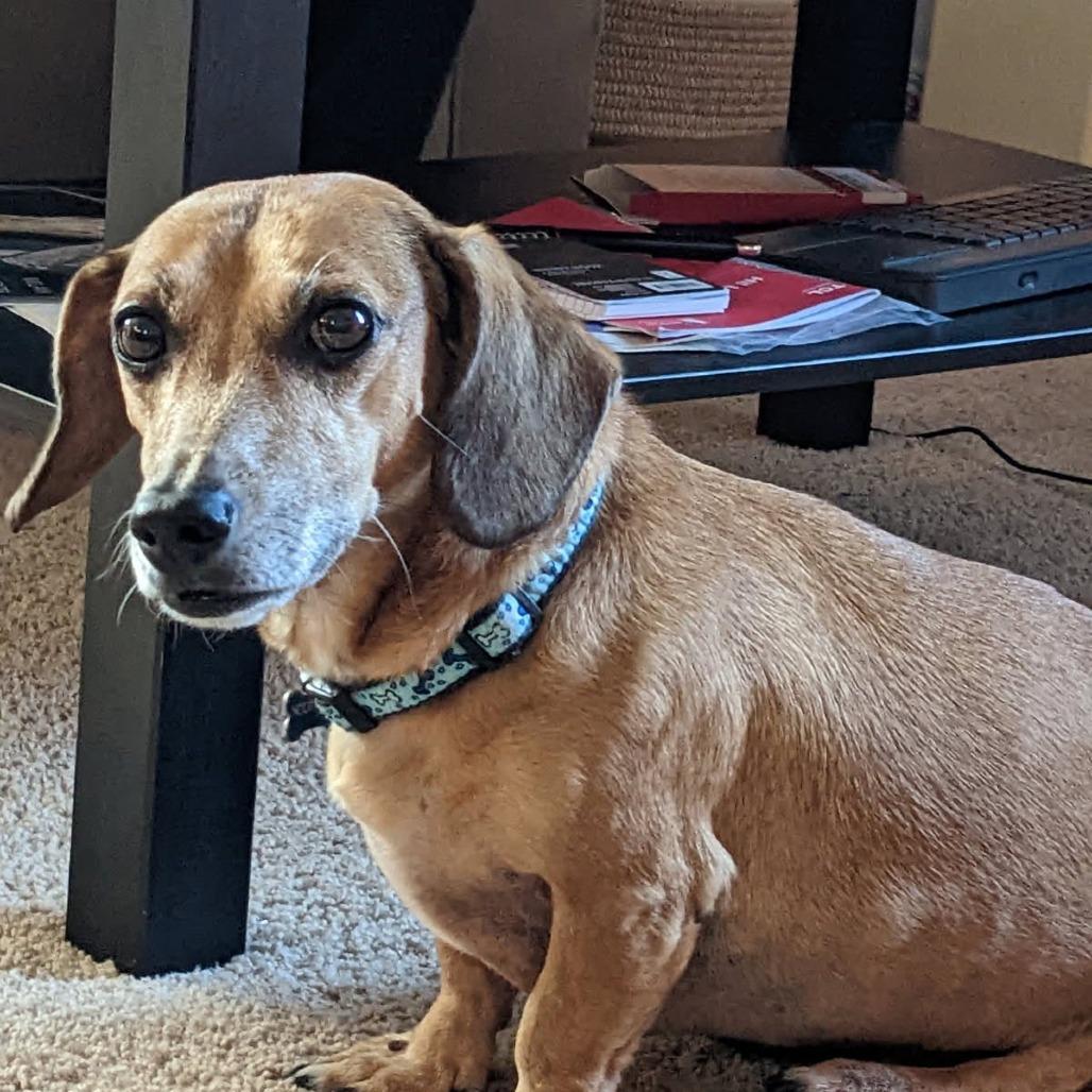 Enlarge Scotchy, a Adoptable Dachshund in Lutz, FL image 2/3