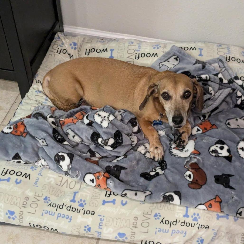 Enlarge Scotchy, a Adoptable Dachshund in Lutz, FL image 3/3
