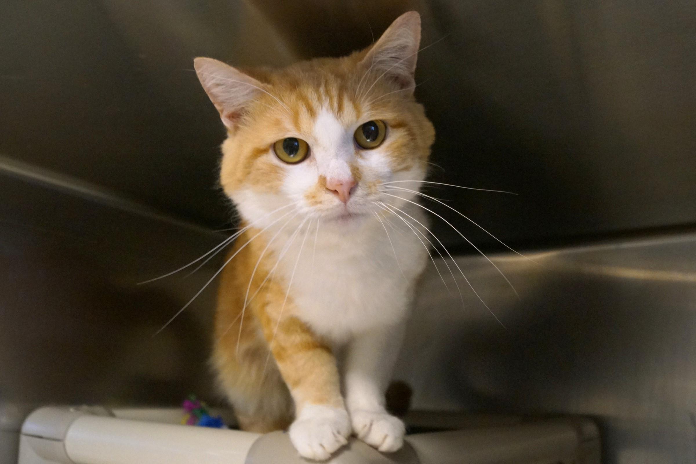 Yoji- (FIV Positive)