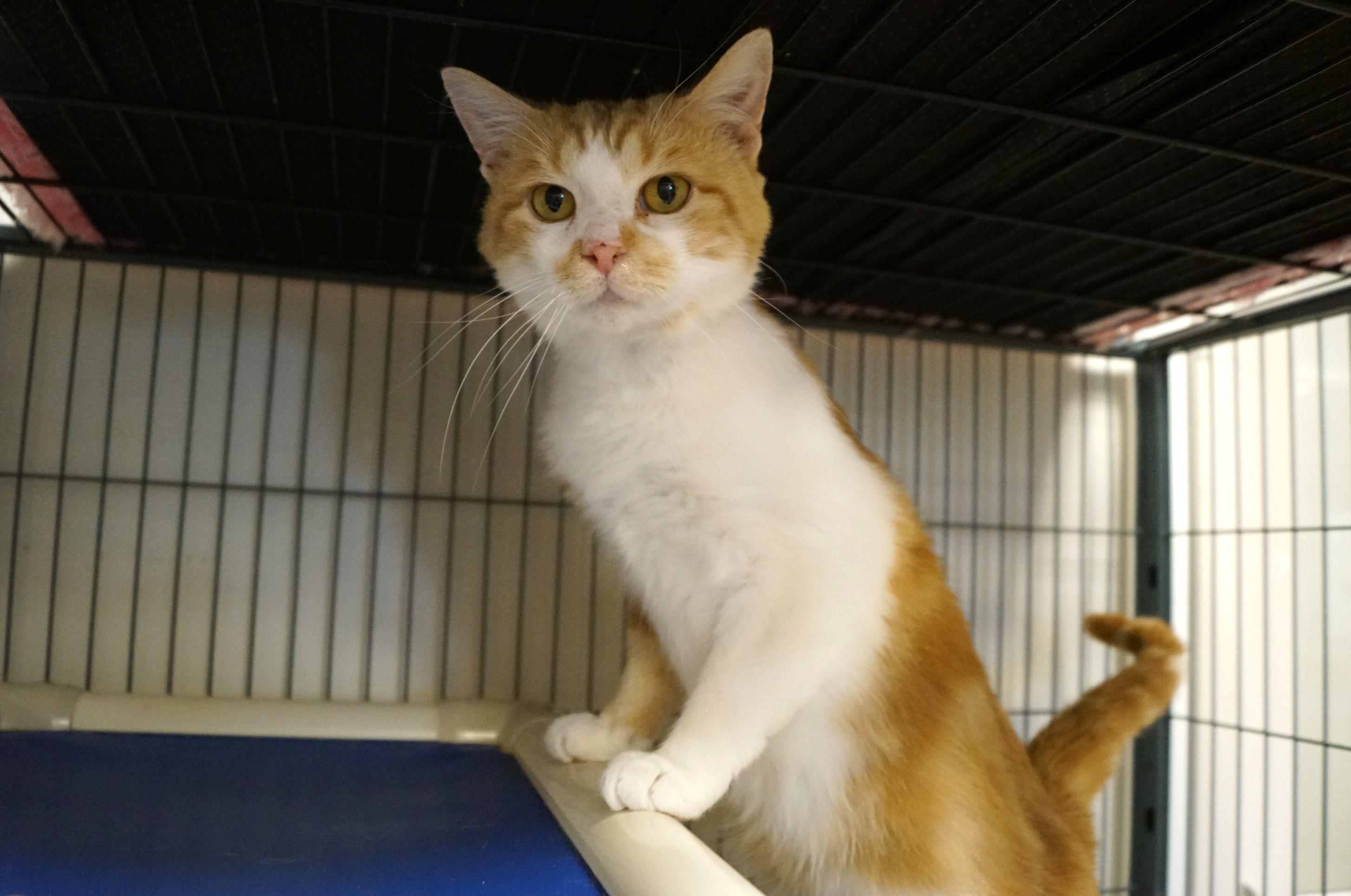 Enlarge Yoji- (FIV Positive), an adopted Tabby in New Milford, CT image 1/6