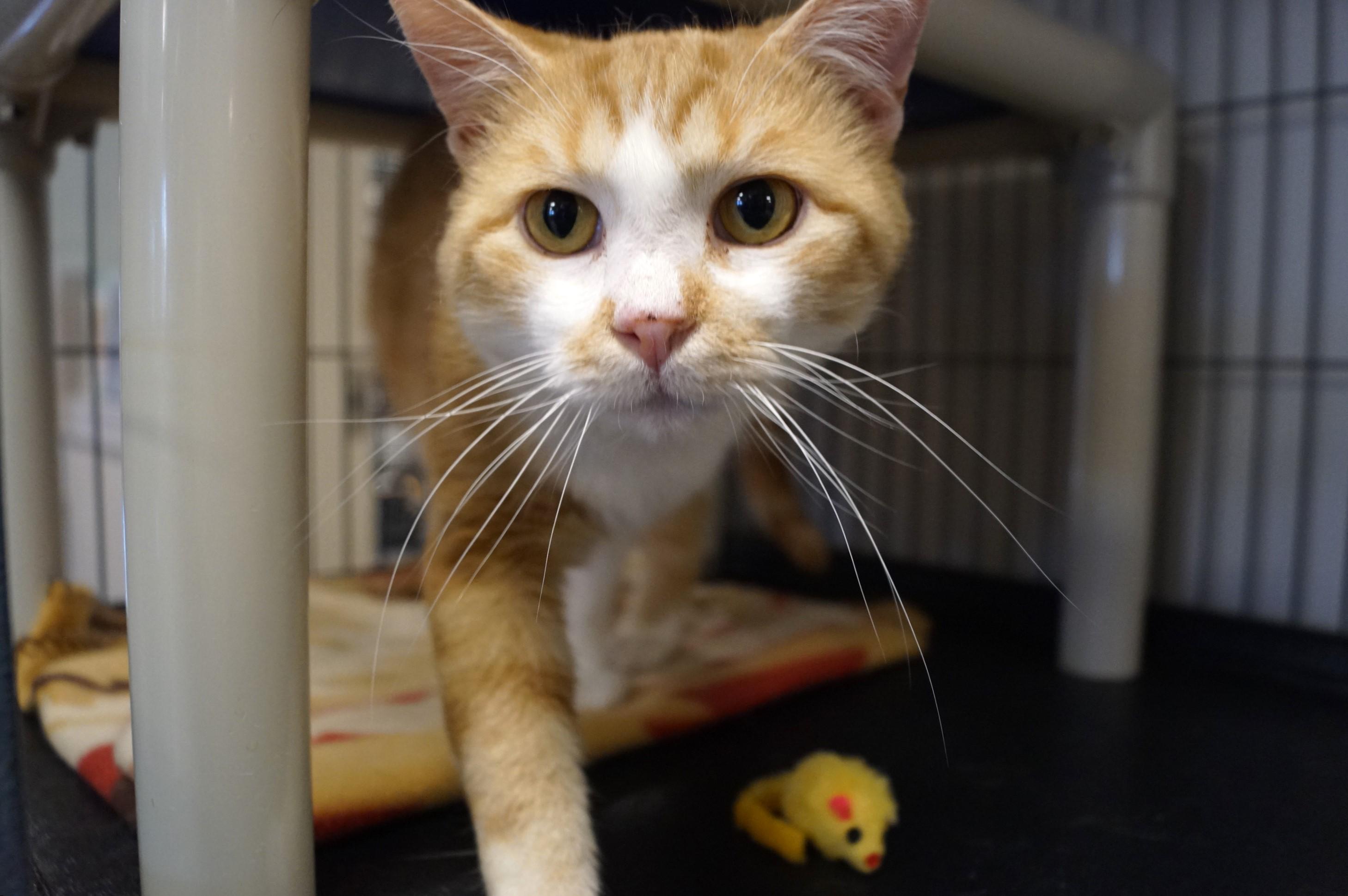 Enlarge Yoji- (FIV Positive), an adopted Tabby in New Milford, CT image 5/6