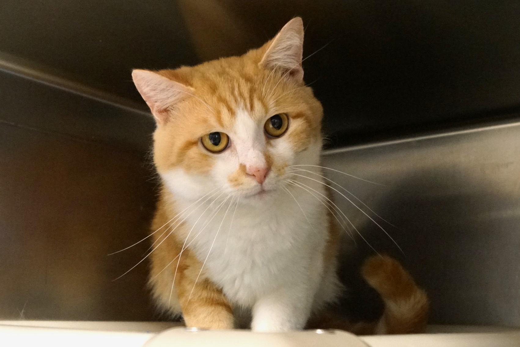 Yoji- (FIV Positive)