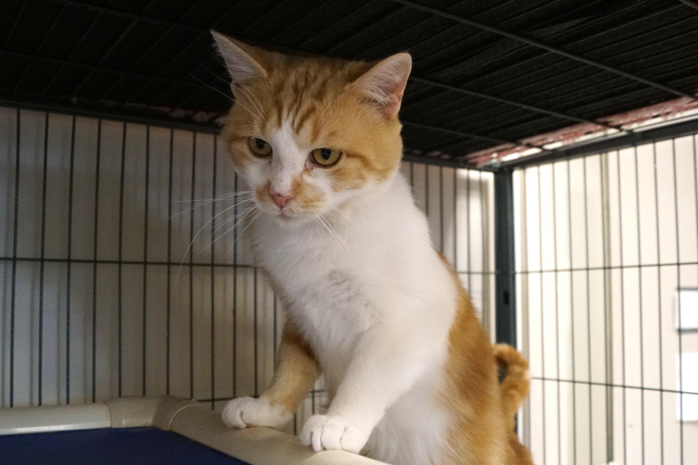 Enlarge Yoji- (FIV Positive), an adopted Tabby in New Milford, CT image 2/6