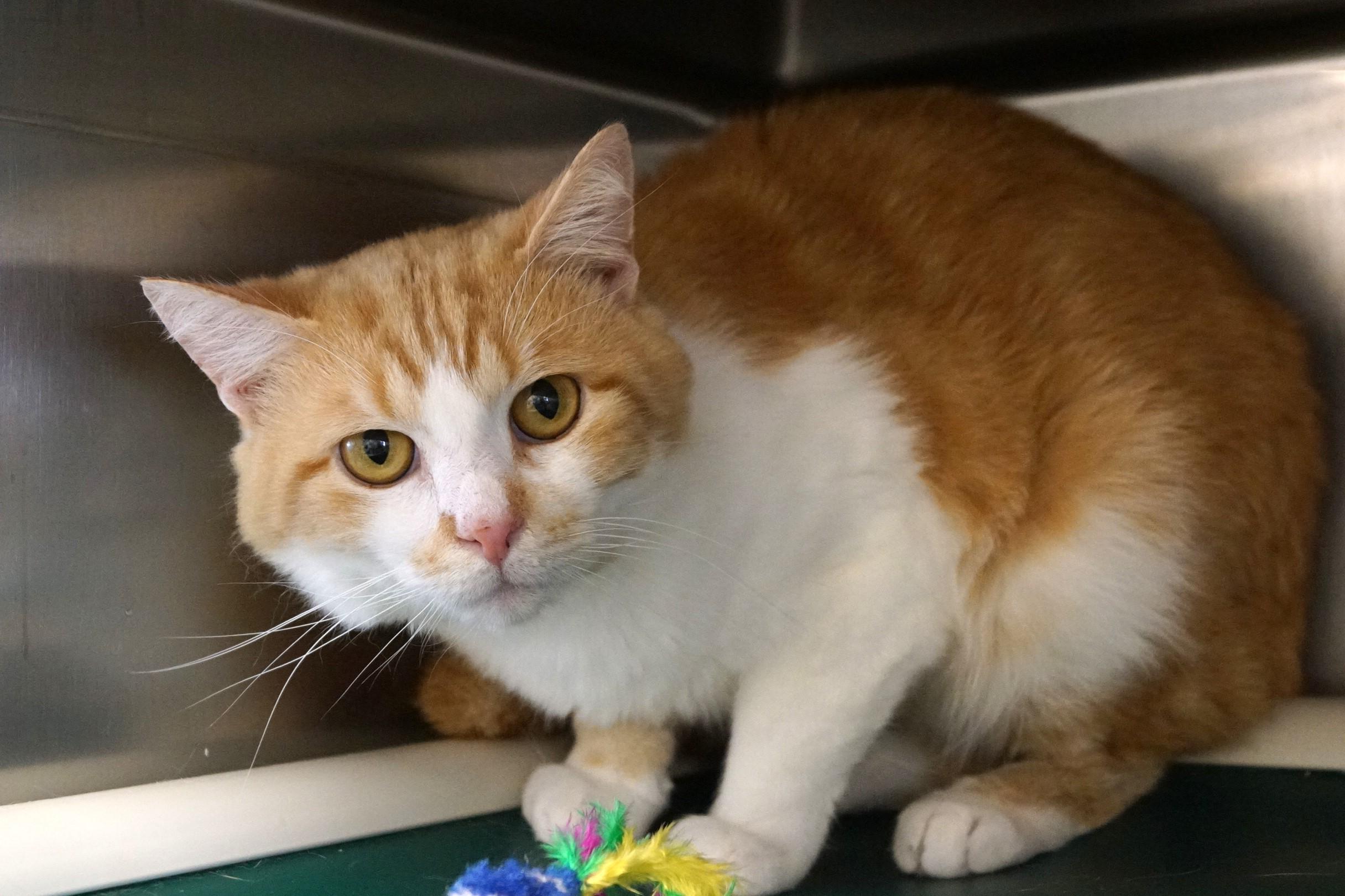 Yoji- (FIV Positive)