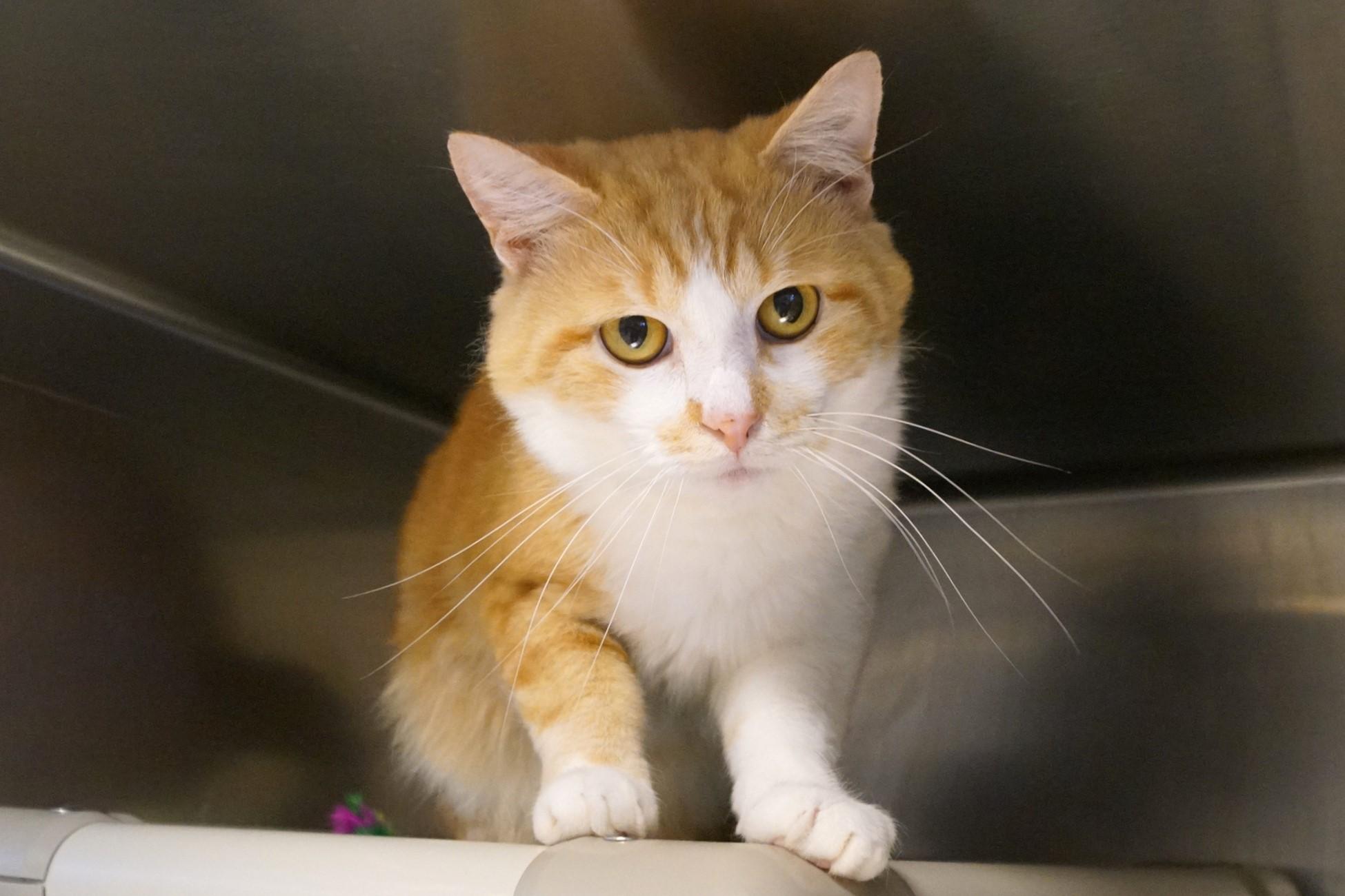 Yoji- (FIV Positive)