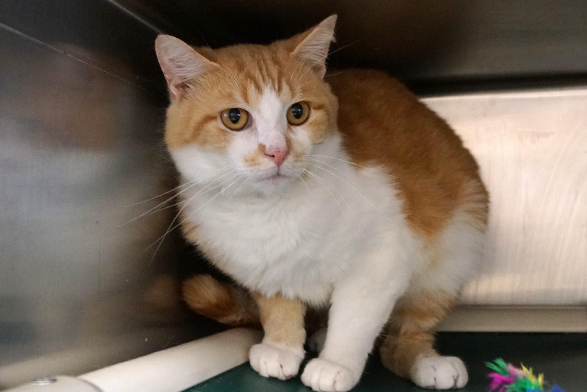 Yoji- (FIV Positive)