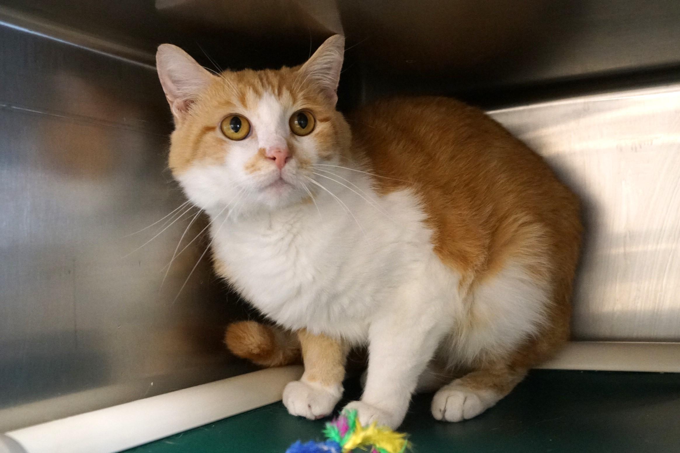 Yoji- (FIV Positive)