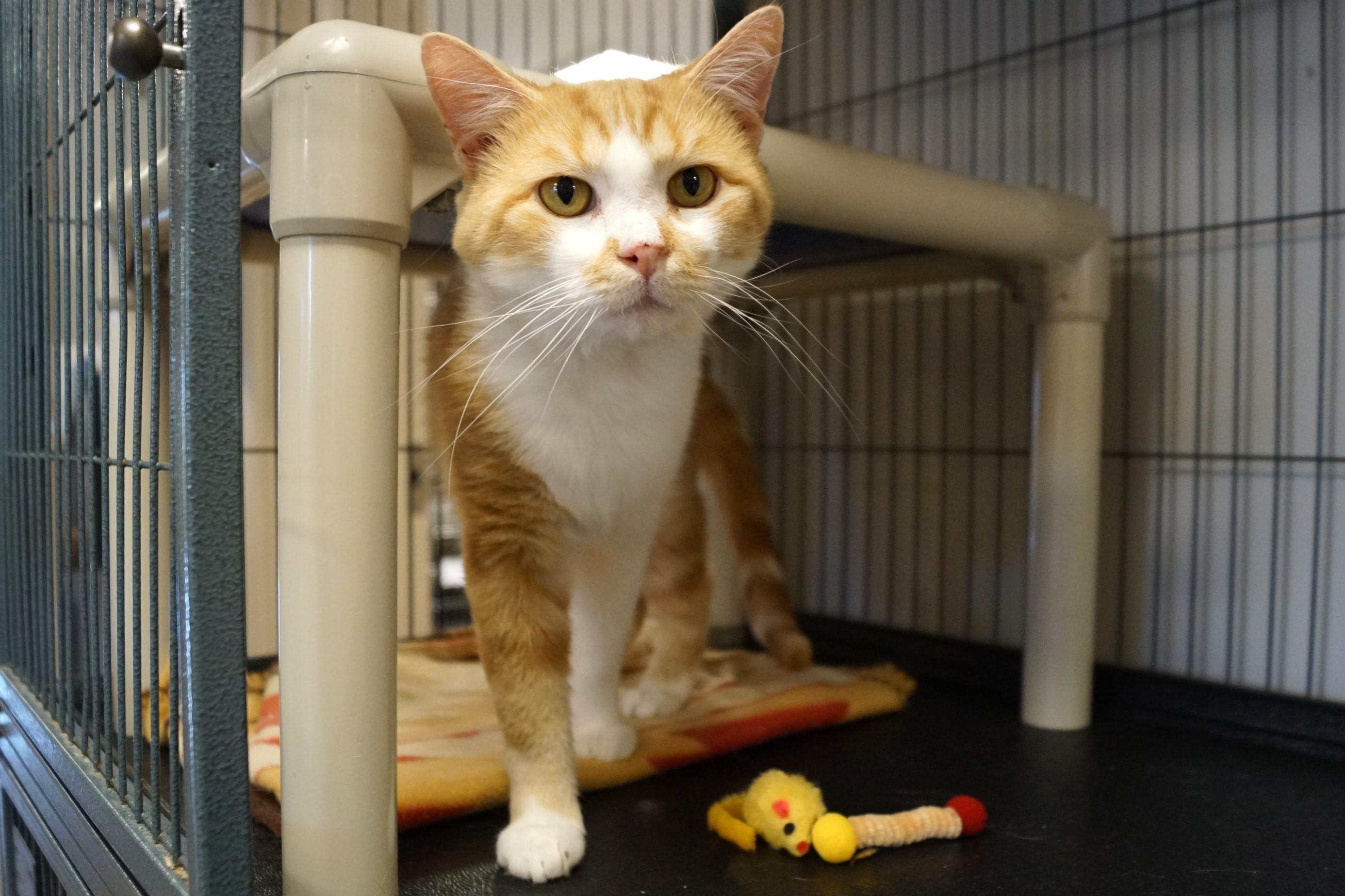 Enlarge Yoji- (FIV Positive), an adopted Tabby in New Milford, CT image 4/6