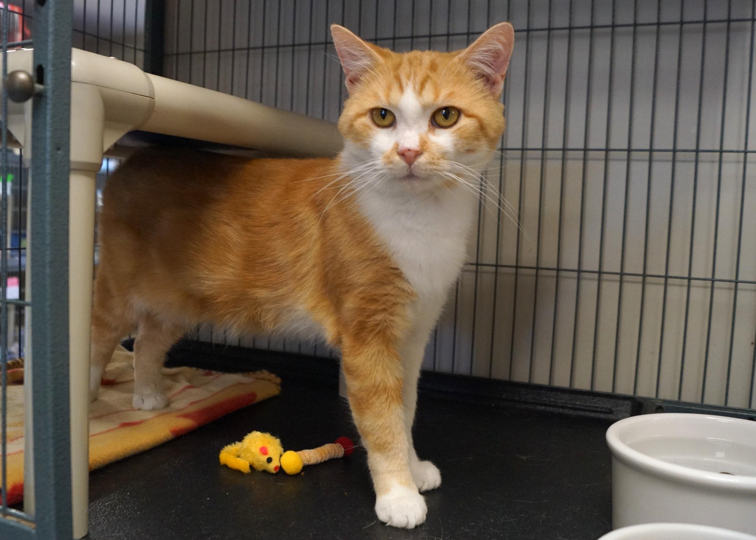 Enlarge Yoji- (FIV Positive), an adopted Tabby in New Milford, CT image 3/6