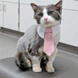 Enlarge Earl, an adopted Domestic Medium Hair in Hilliard, OH image 1/3