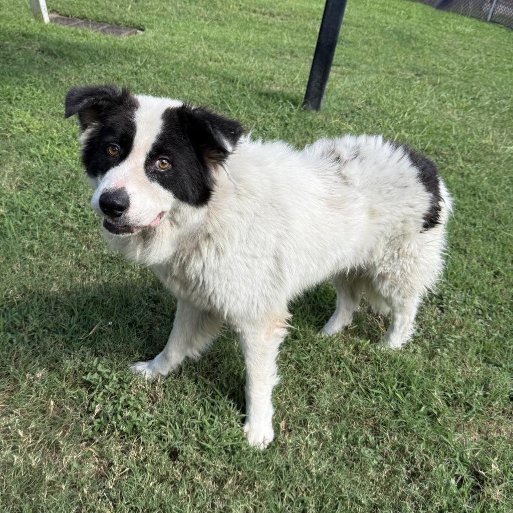 Enlarge Calabaza, a Adoptable mixed breed in Brenham, TX image 4/6
