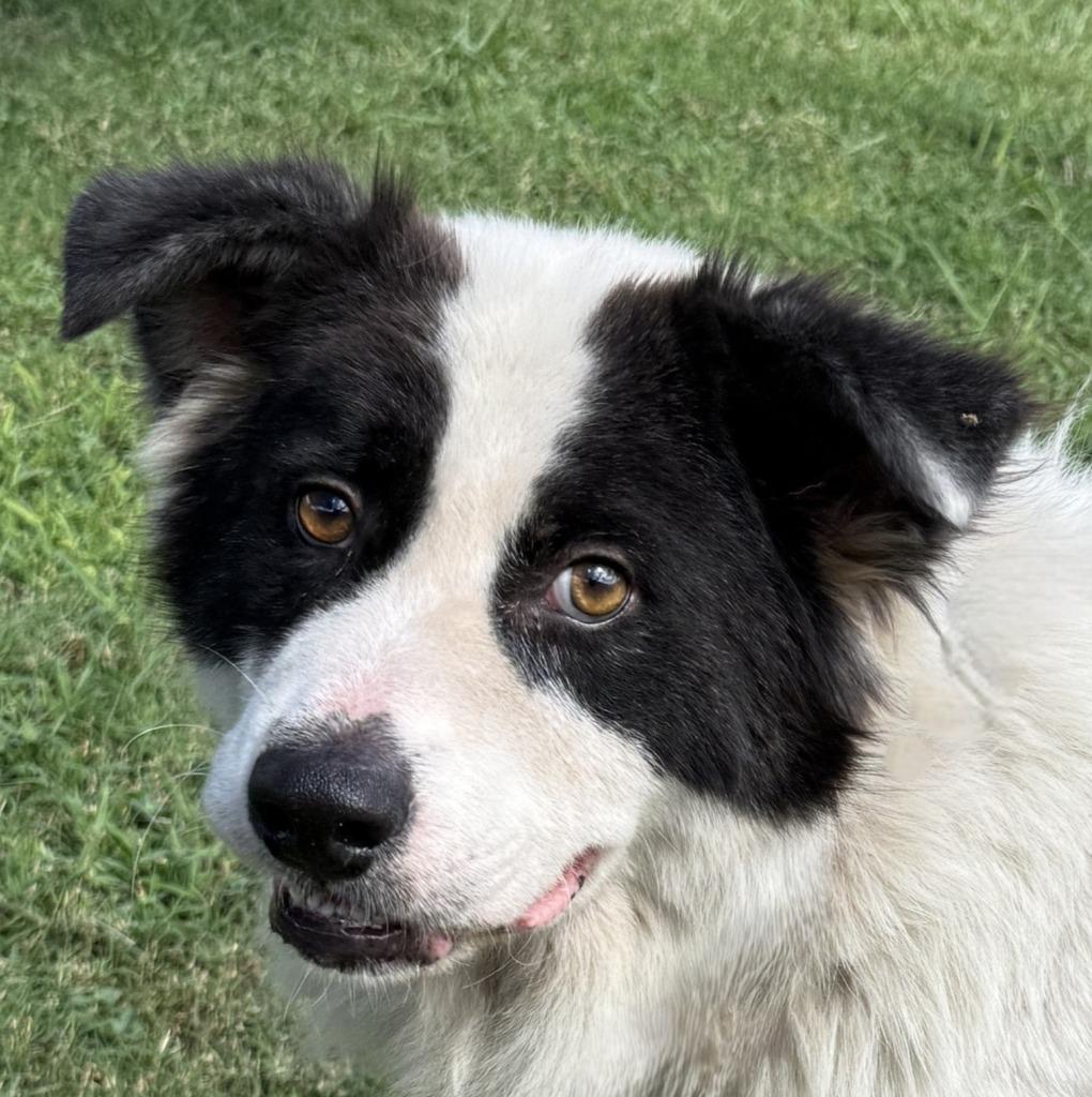 Calabaza, Adoptable, Young Male Border Collie & Mixed Breed.