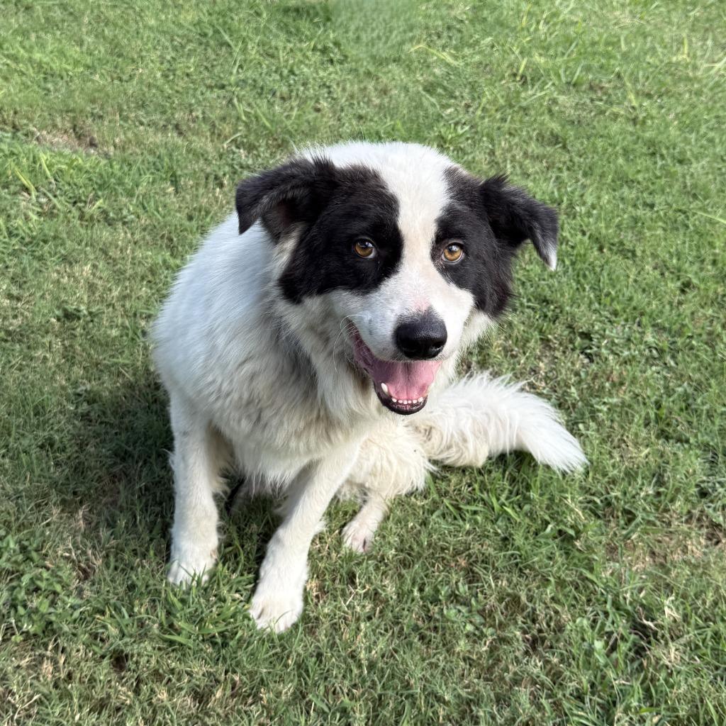 Enlarge Calabaza, a Adoptable mixed breed in Brenham, TX image 2/6