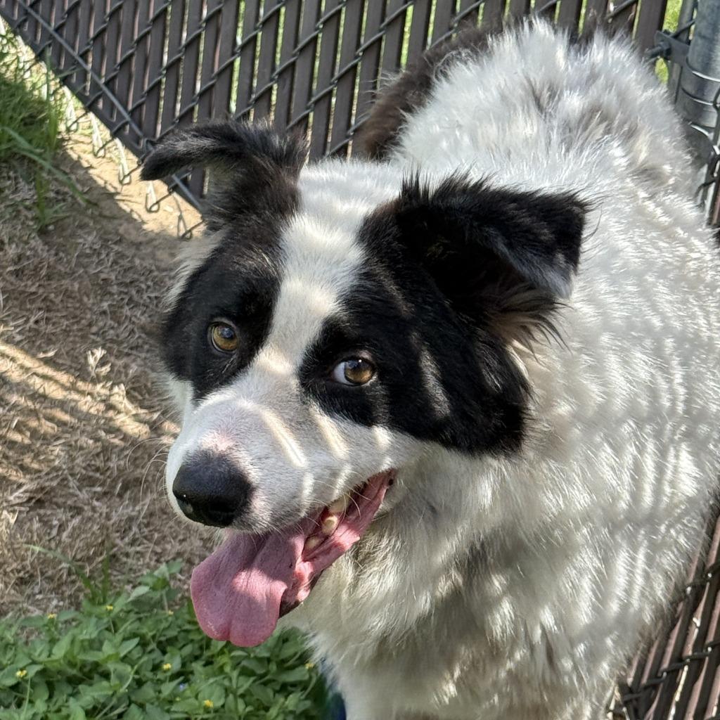 Enlarge Calabaza, a Adoptable mixed breed in Brenham, TX image 3/6