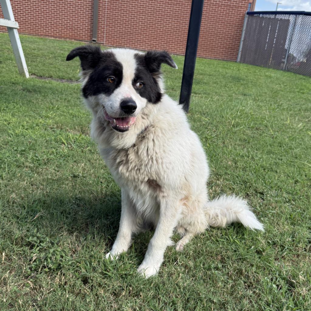 Enlarge Calabaza, a Adoptable mixed breed in Brenham, TX image 5/6