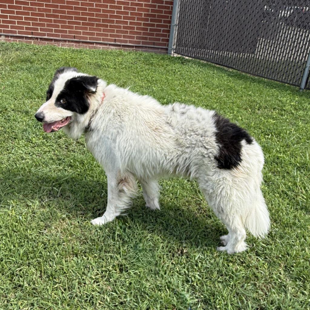 Enlarge Calabaza, a Adoptable mixed breed in Brenham, TX image 6/6