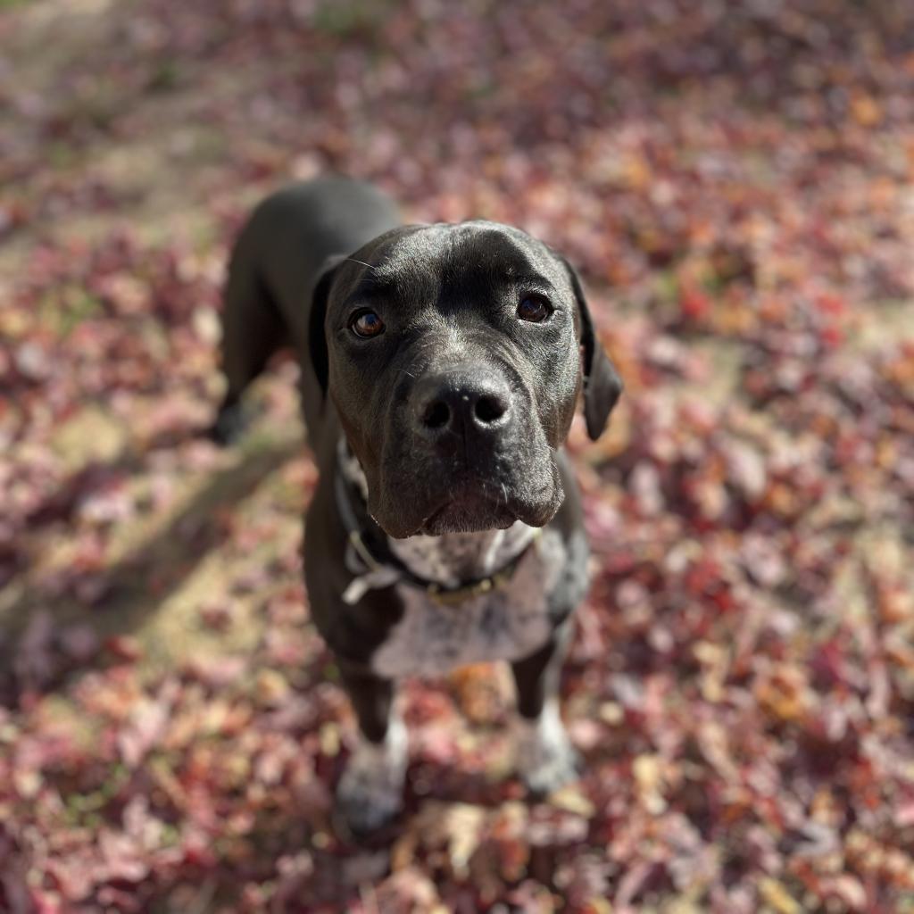 Pinky, Adoptable, Adult Female Australian Cattle Dog / Blue Heeler & American Bulldog.