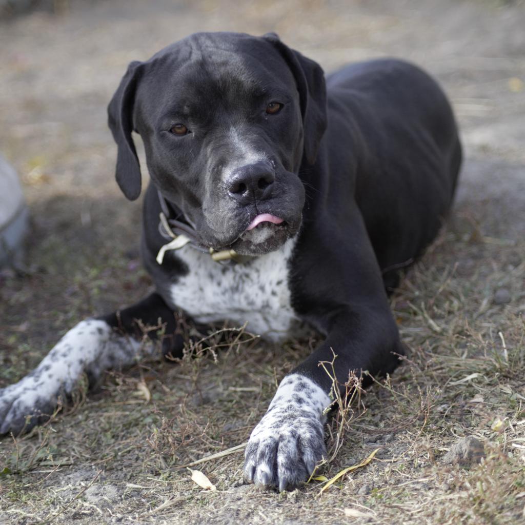 Enlarge Pinky, a Adoptable mixed breed in Milford, IA image 1/6