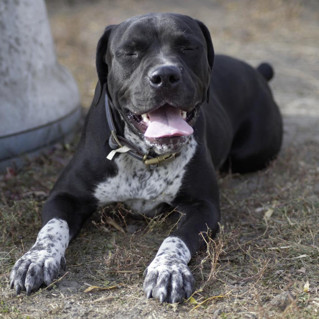 Enlarge Pinky, a Adoptable mixed breed in Milford, IA image 2/6