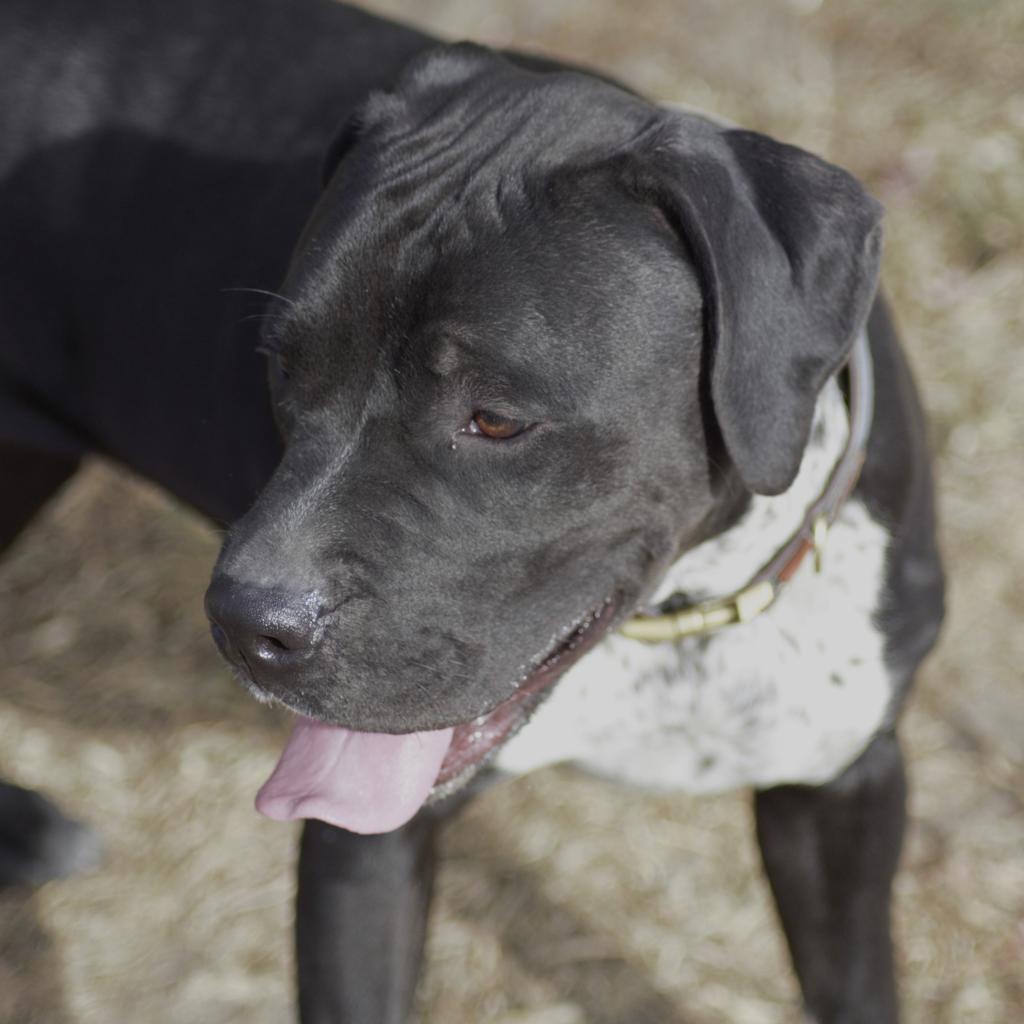 Enlarge Pinky, a Adoptable mixed breed in Milford, IA image 3/6