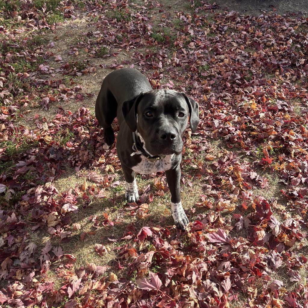 Enlarge Pinky, a Adoptable mixed breed in Milford, IA image 5/6