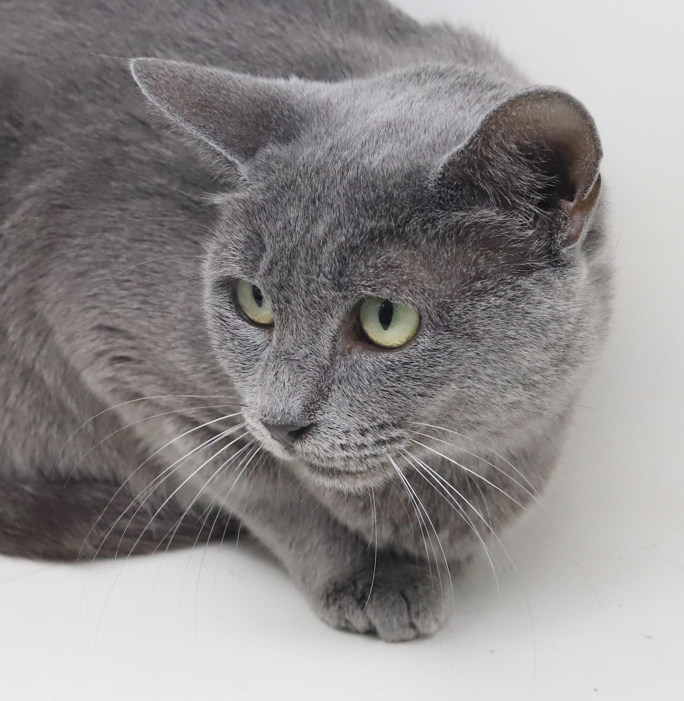 Nana! POLYDACTYL BLUE!! Quiet snuggly special!! Extra toes omg!