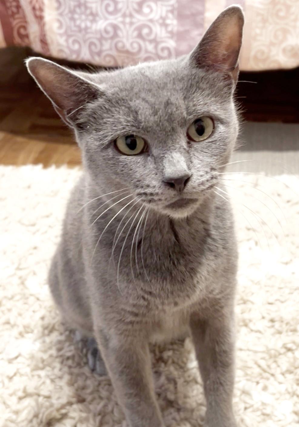 Nana! POLYDACTYL BLUE!! Quiet snuggly special!! Extra toes omg!