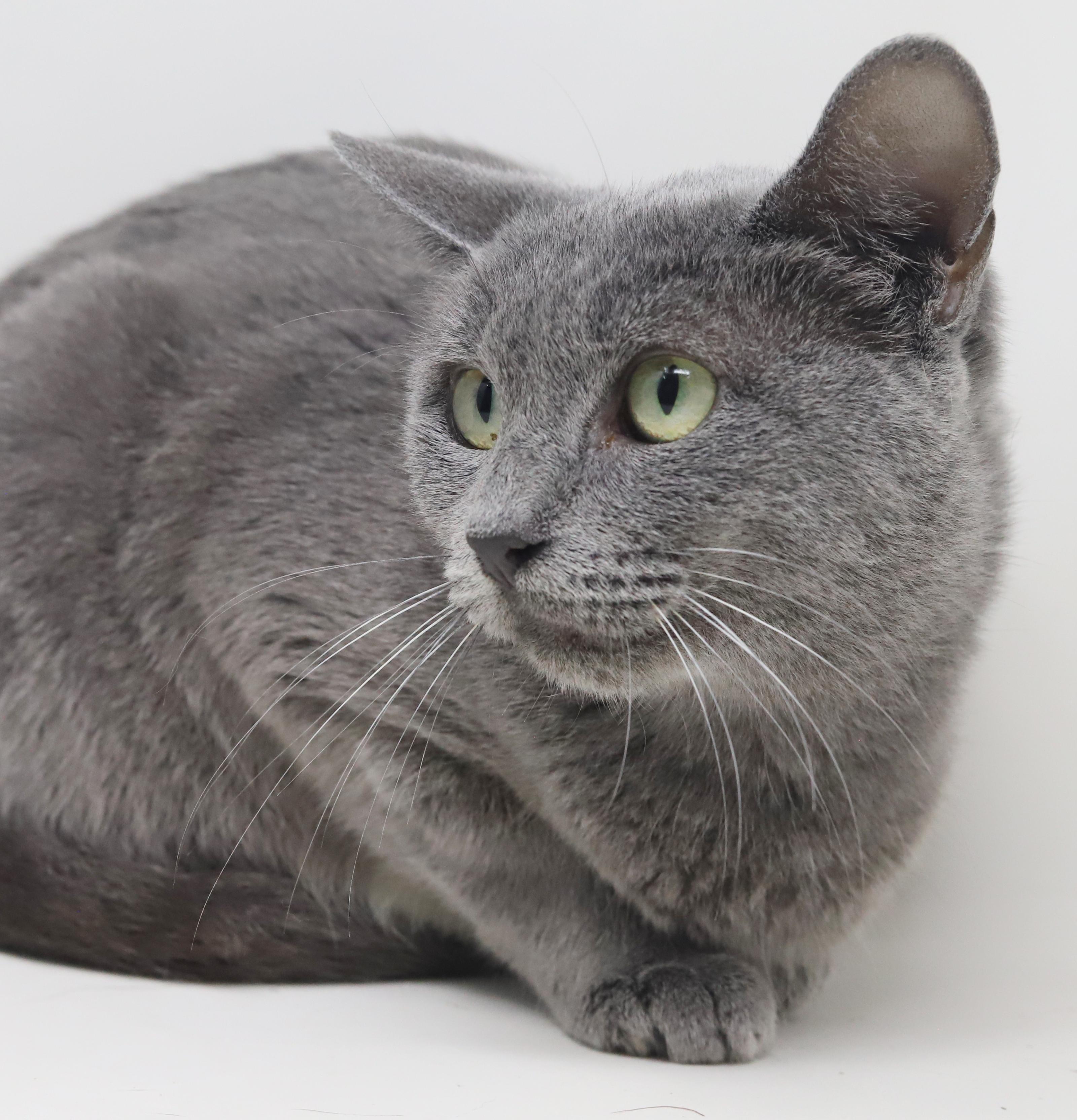 Nana! POLYDACTYL BLUE!! Quiet snuggly special!! Extra toes omg!