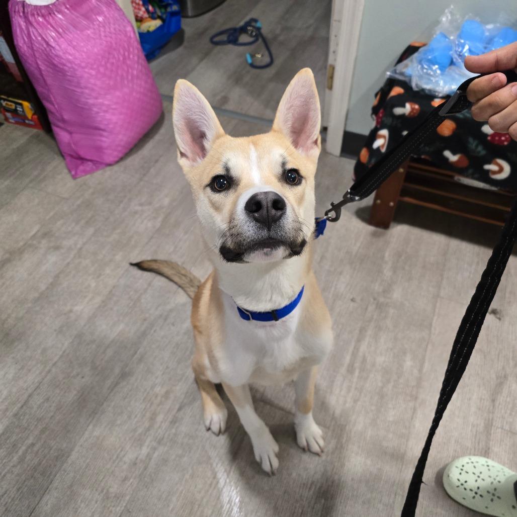 Bingo, Adoptable, Young Male Husky.