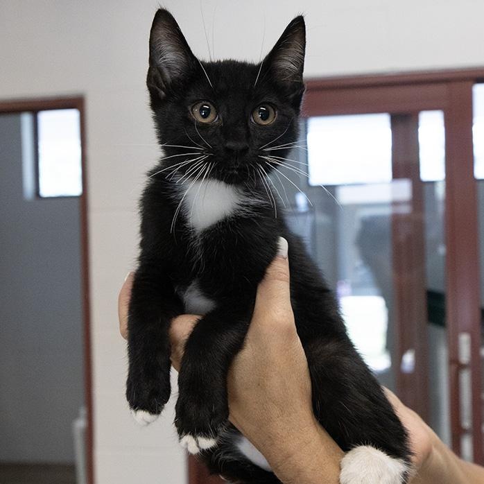 Jober, Baby Male Domestic Short Hair