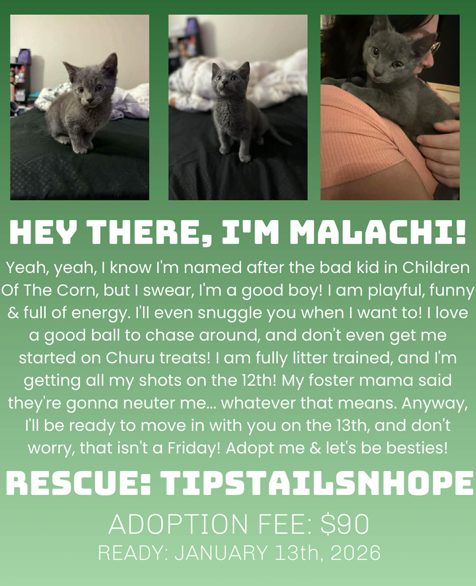 Malachi, ADOPTABLE, Young Male American Shorthair.