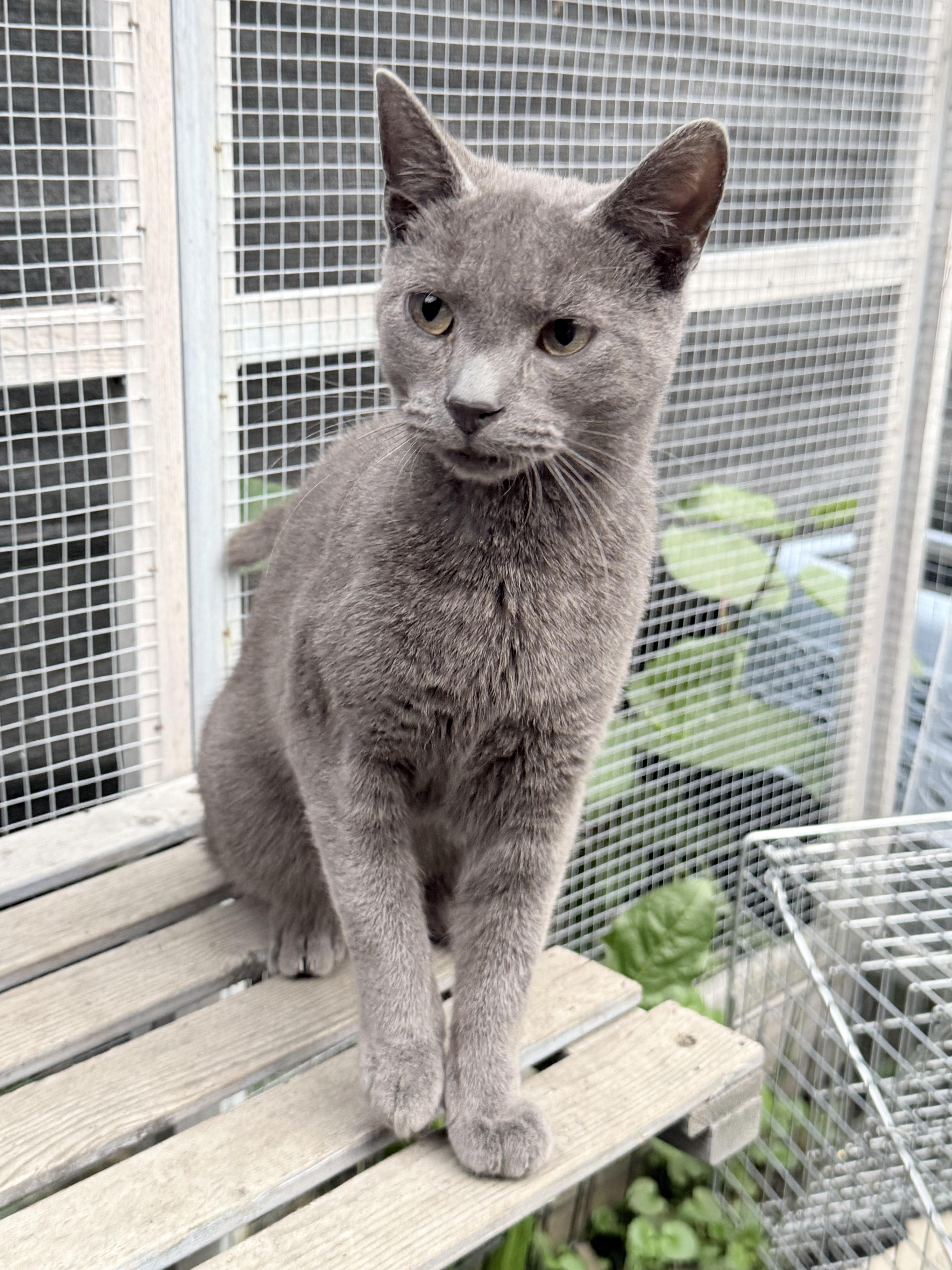 Malachi, adoptable, Young Male American Shorthair.