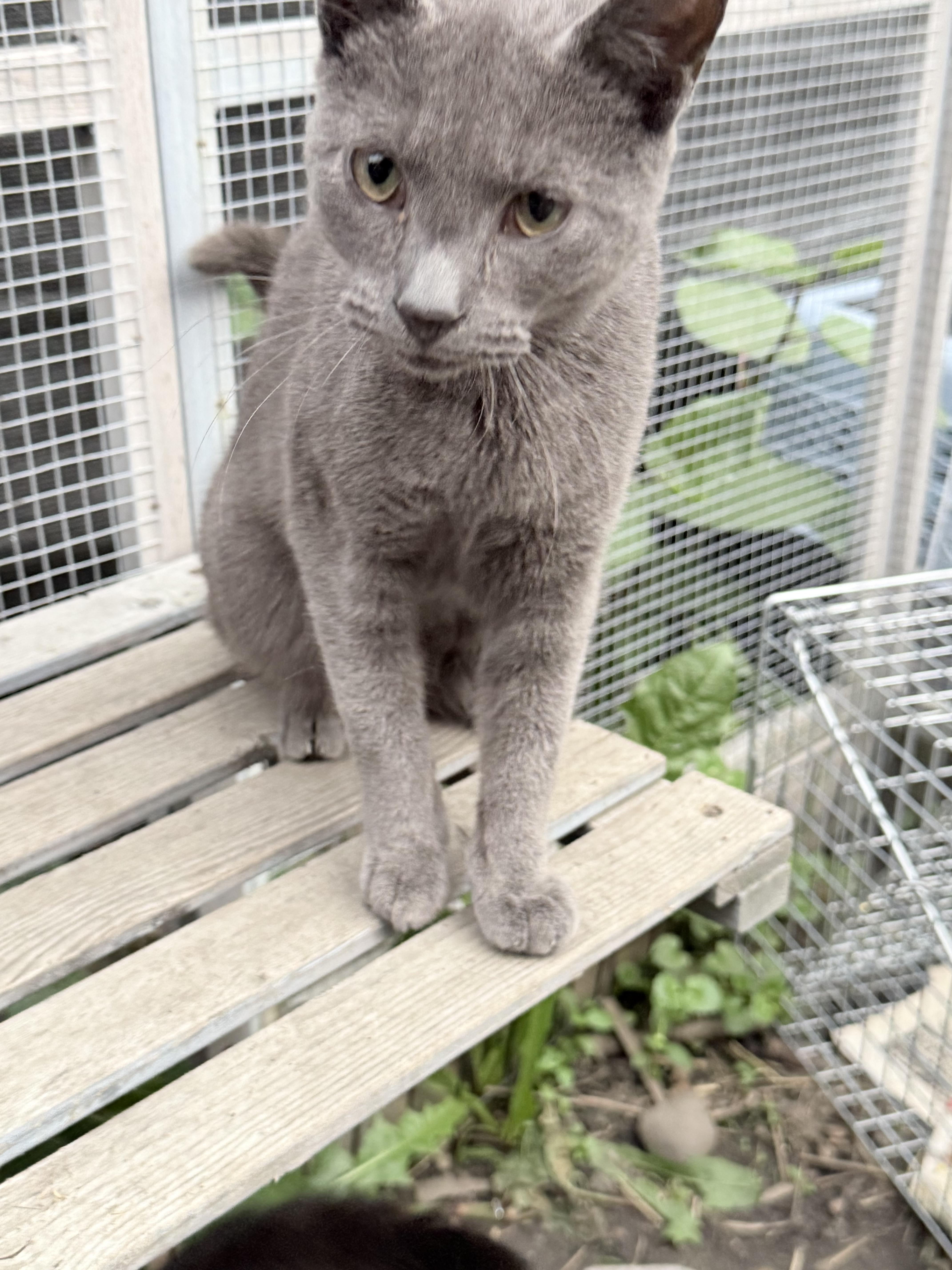 Enlarge Malachi, an adoptable American Shorthair in Elmira, NY image 3/3