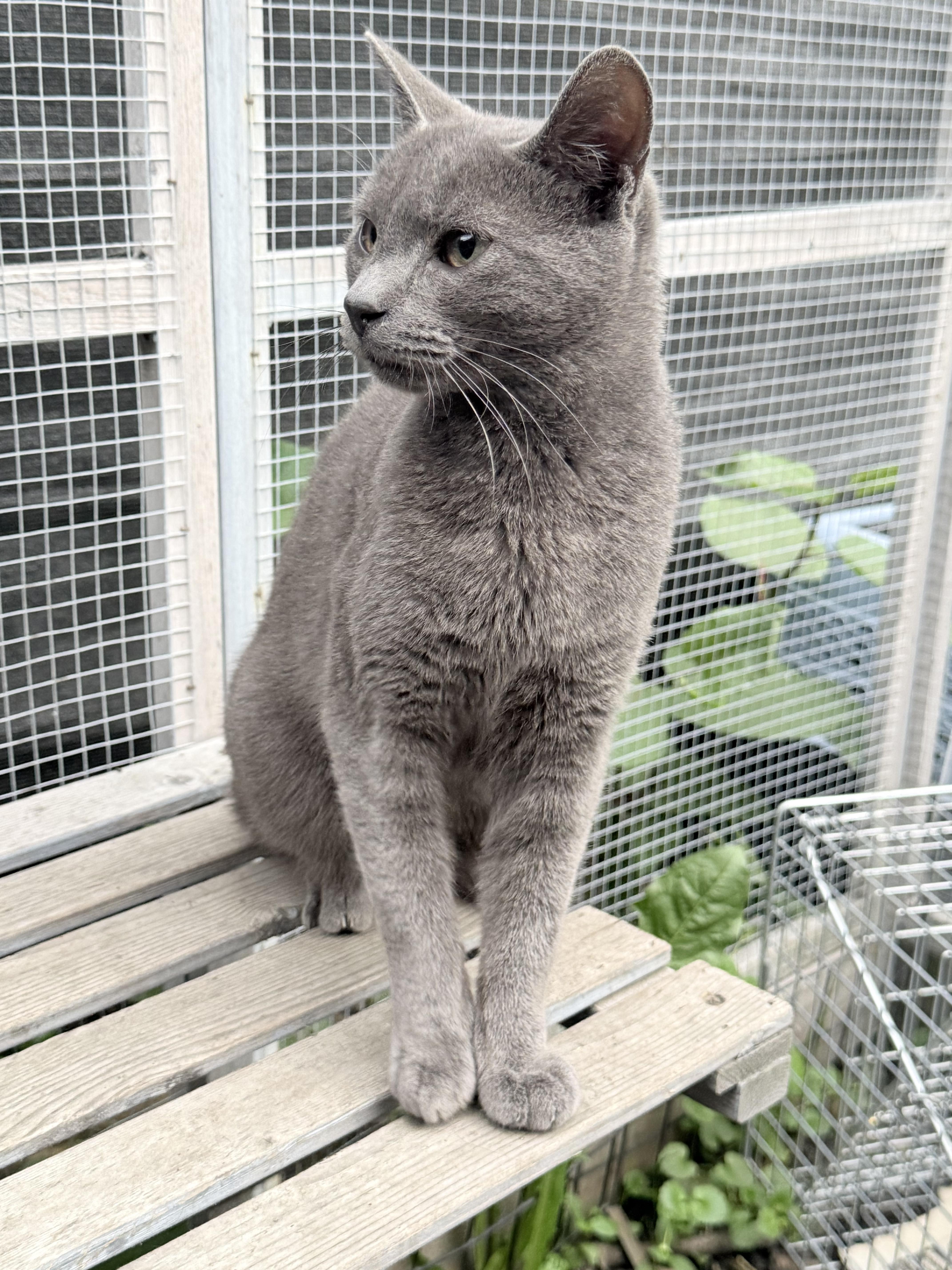 Enlarge Malachi, an adoptable American Shorthair in Elmira, NY image 2/3